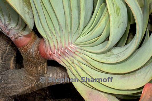 aloe plicatilis 1 graphic